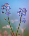 USA, Washington State, Seabeck. Forget-me-not blossoms close-up. Art Print